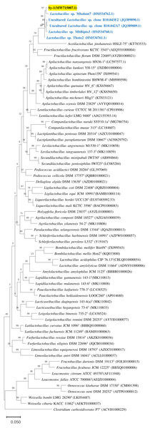 The phylogenetic tree based on 16S rRNA.