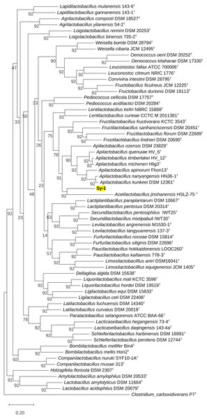 Maximum likelihood phylogenetic tree reconstructed using the 92 bacterial core genes indicating the relationship of strain Sy-1 with thirty-one genera within the family of Lactobacillaceae.