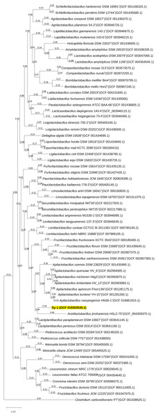 The phylogenetic tree based on whole genome sequence indicating the relationship of strain Sy-1 with the type strains of thirty-one genera within the family of Lactobacillaceae.