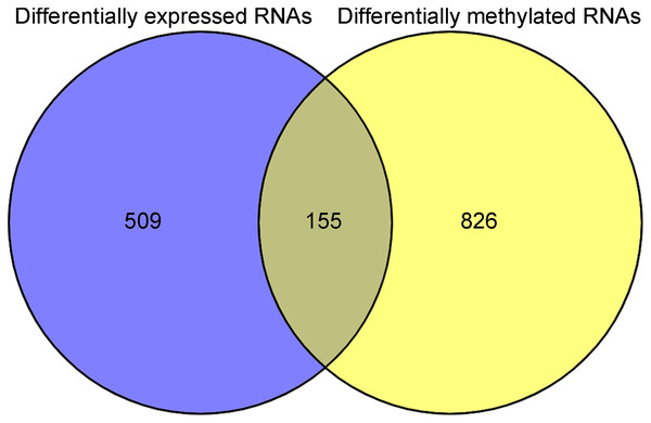 The Venn diagram indicating the RNAs with differentially expression and methylation levels in recurrent lung squamous carcinoma samples.