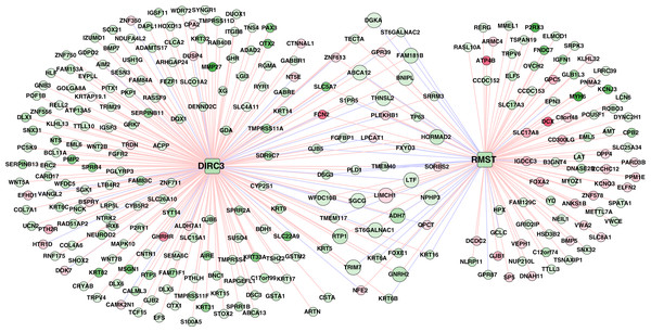 The lncRNA–mRNA network of DIRC3 and RMST.