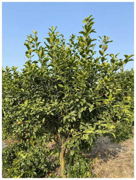 The target citrus tree Shatangju used in this work.