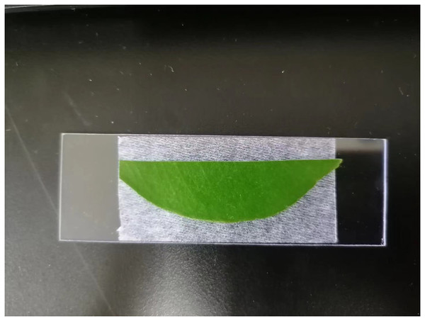 The citrus leaf for measuring CA on a glass slide.