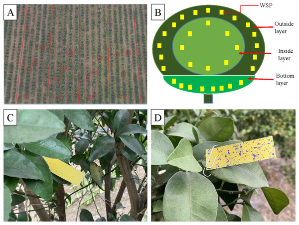 Treatment arrangements (A), sampling layers of citrus tree canopy (B), sprayed WSP in inside layer (C) and outside layer (D).
