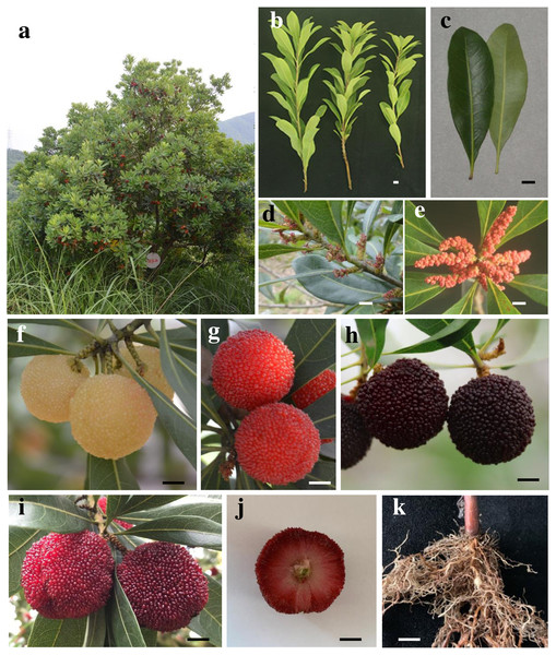 Chinese Bayberry plants and fruits.