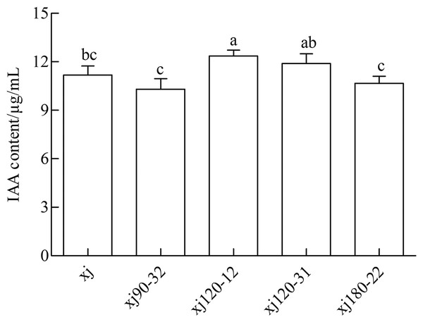 The concentrations of IAA produced by Aspergillus niger xj and mutant strains.