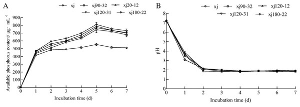 The change of soluble P (A) and pH (B) during incubation by 7 days for Aspergillus niger xj and mutant strains.