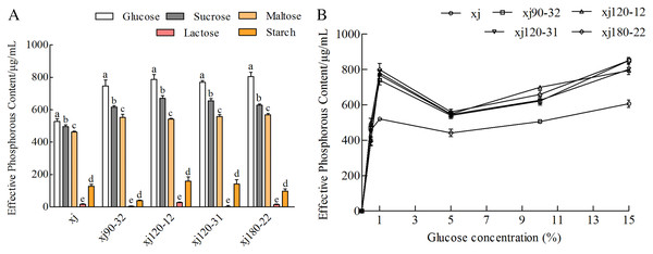The effects of carbon sources (A) and glucose concentration (B) on the P-dissolving capability of Aspergillus niger xj and mutant strains.