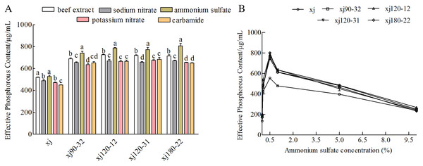 The effect of nitrogen sources (A) and ammonium sulfate concentration (B) on the P-dissolving capability of Aspergillus niger xj and mutant strains.