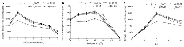 The effect of NaCl concentration (A), temperature (B), and pH value (C) on the P-dissolving capacity of Aspergillus niger xj and mutant strains.