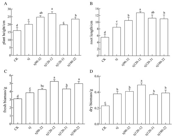 The effects of Aspergillus niger xj and mutant strains on plant height (A), root length (B), fresh biomass (C) and dry biomass (D) of peanut grown in pot experiment with soil sand mixture by 30 days.