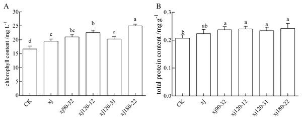 The effects of Aspergillus niger xj and mutant strains on physiological indexes (chlorophyll content and soluble protein content).