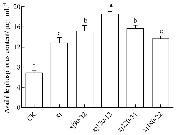 Effects of Aspergillus niger xj and mutant strains on the content of plant available phosphorus in the soil after cultivation of peanut in pot experiment with soil sand mixture by 30 days.