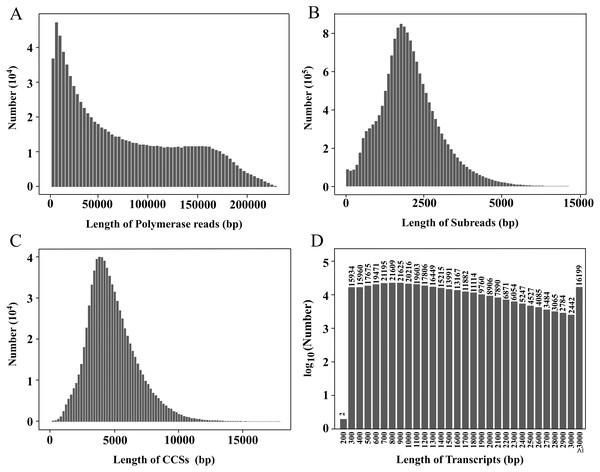 Length distributions of PacBio SMRT sequencing.