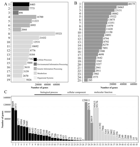 KEGG pathway analysis, KOG functional classification, and GO analysis of transcripts.