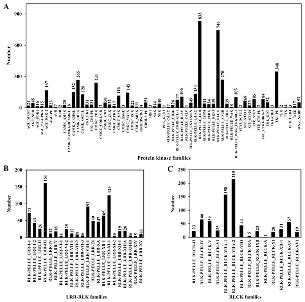 Protein kinase classification.