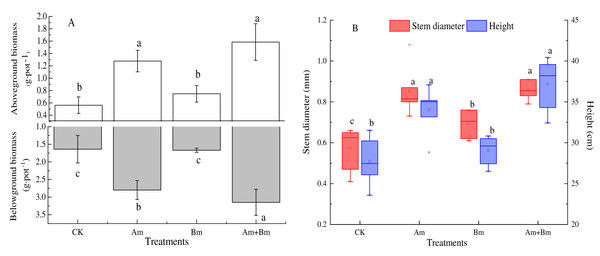 Effect of different inoculations on the aboveground and belowground biomass (A) and stem diameter and height (B).