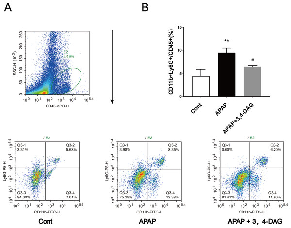 Effect of DAG on APAP-induced hepatotoxicity with neutrophil aggregation in mice.
