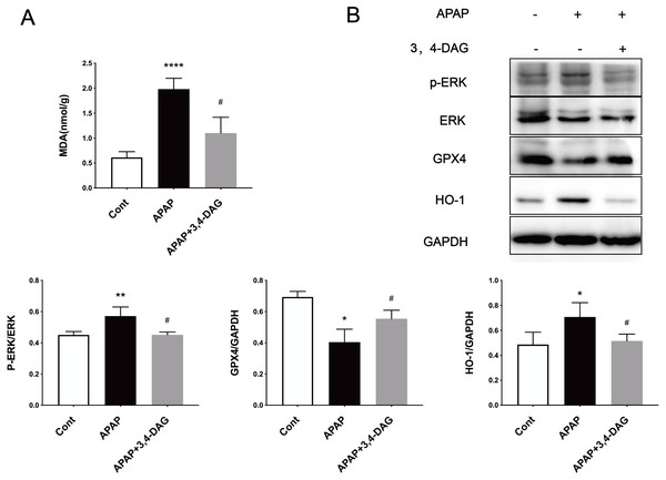 Effects of DAG on lipid per oxidation in the liver of APAP-treated mice and treatment on ERK, GPX4 and OH-1 activation in the liver tissues of mice with APAP-induced hepatotoxicity (n = 4 per group, df = 3).