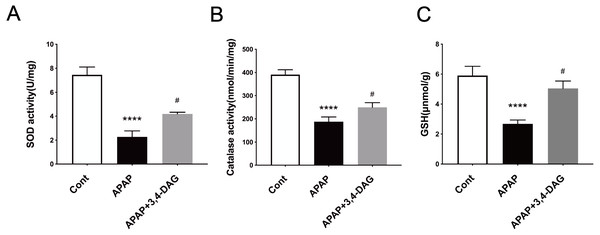 Effects of DAG on the activities of SOD (A), catalase (B) in the liver of APAP-treated mice (n = 4 per group, df = 3).