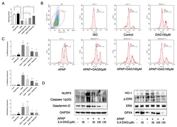 Effect of DAG on APAP-induced cytotoxicity in murine hepatocyte AML12 cells.