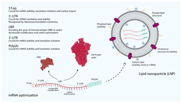 The optimization and delivery of mRNA vaccine.
