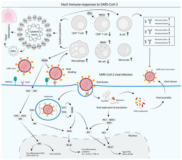 Cellular and humoral host immune responses to SARS-CoV-2 viral infection.
