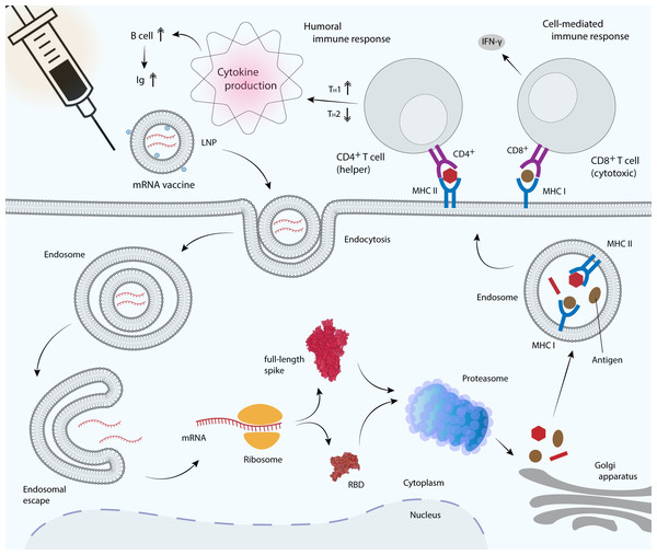 mRNA vaccine delivery by LNP and its mechanism in promoting the adaptive immune response.