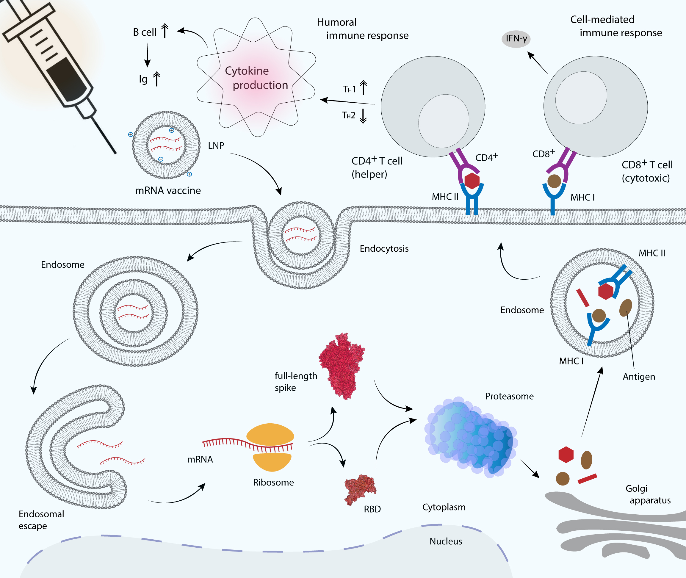 Delta and Delta Plus evade the antibody respo