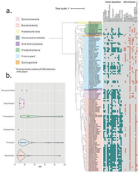 Taxonomic classification of 110 MAG species clusters derived from five metagenomic equine faecal samples.