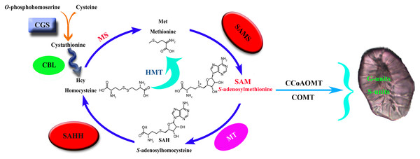 Lignin biosynthesis is controlled by carbon metabolism.