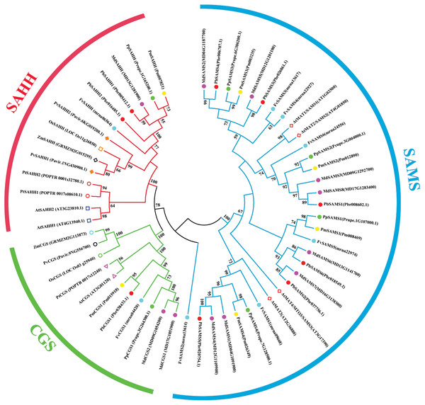 Phylogenetic tree analysis of CGS, SAHH and SAMS species in different plants.