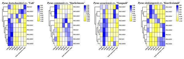 Expression profile analysis of PbCGS, PbSAHH and PbSAMS in the development of four pear fruits.