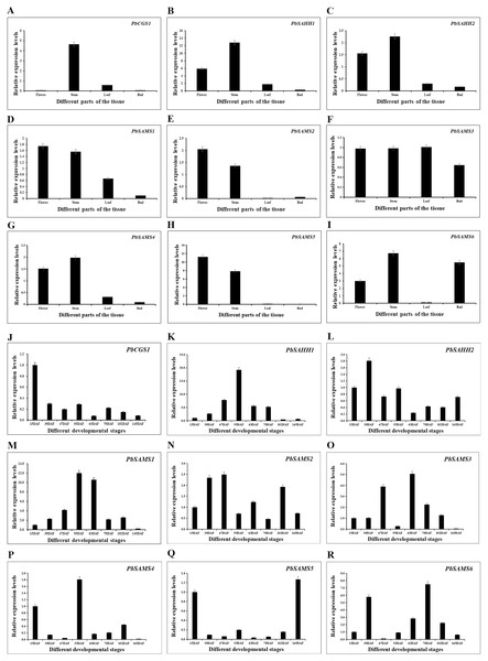 Expression patterns of PbCGS, PbSAHH and PbSAMS genes in different tissues and different fruit development stages in Dangshan Su pear.