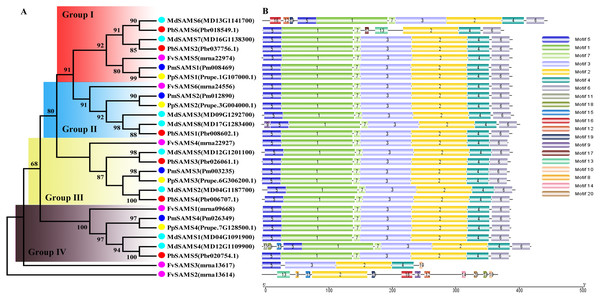 Systematic evolution and conserved motif analysis of SAMS genes family.