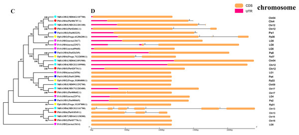 Systematic evolution and gene structures analysis of SAMS genes.