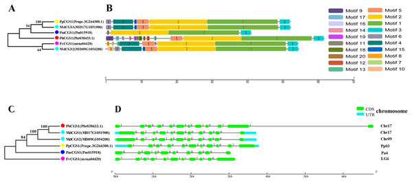 Systematic evolution, conserved motif and gene structures analysis of CGS genes family.
