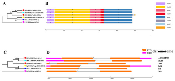 Systematic evolution, conserved motif and gene structures analysis of SAHH genes family.