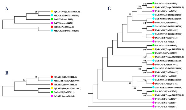 The maximum likelihood phylogenetic tree of CGS, SAHH, SAMS gene families.