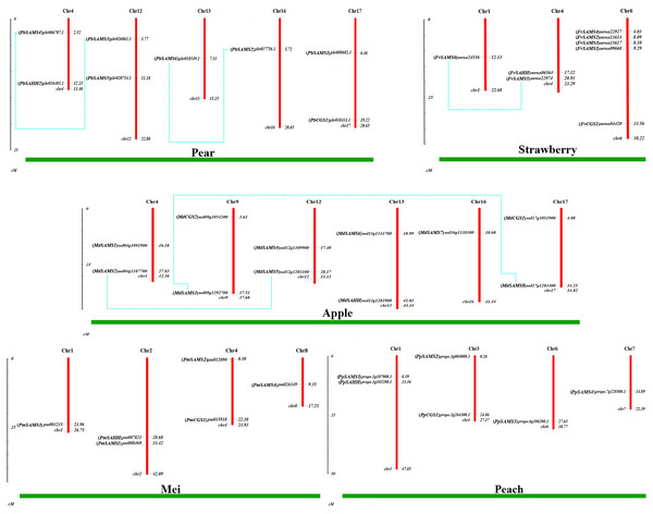 Chromosomal locations and gene duplication of five Rosaceae species.