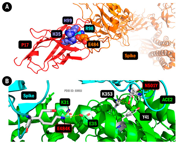 Changes in protein structure caused by amino acid substitutions (Gamma lineage, P17 antibody, and ACE2).