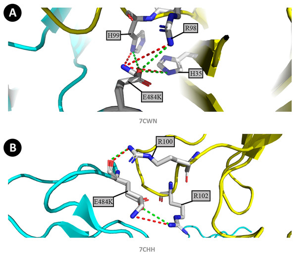 Changes in protein structure caused by amino acid substitutions (P.1 strain, P17 antibody, and BD-368-2 antibody).