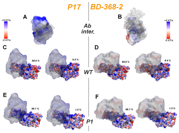 Superposition of the MD major cluster’s conformations for the RBD of the wt and P.1 lineages with the P17 and BD-368-2 antibodies from the respective PDBs 7CWN and 7CHH colored according to APBS results.