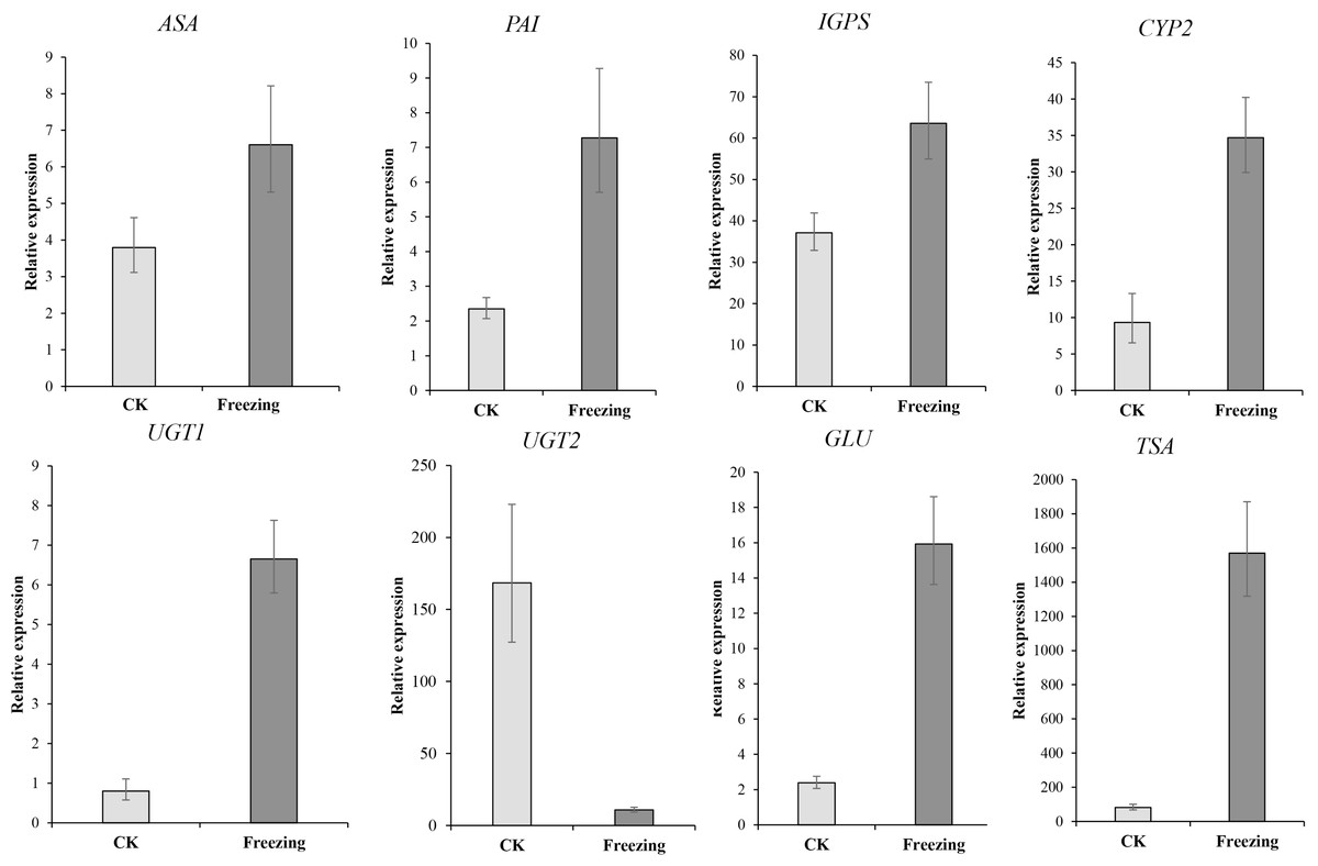 Integration of the metabolome and transcriptome reveals indigo ...