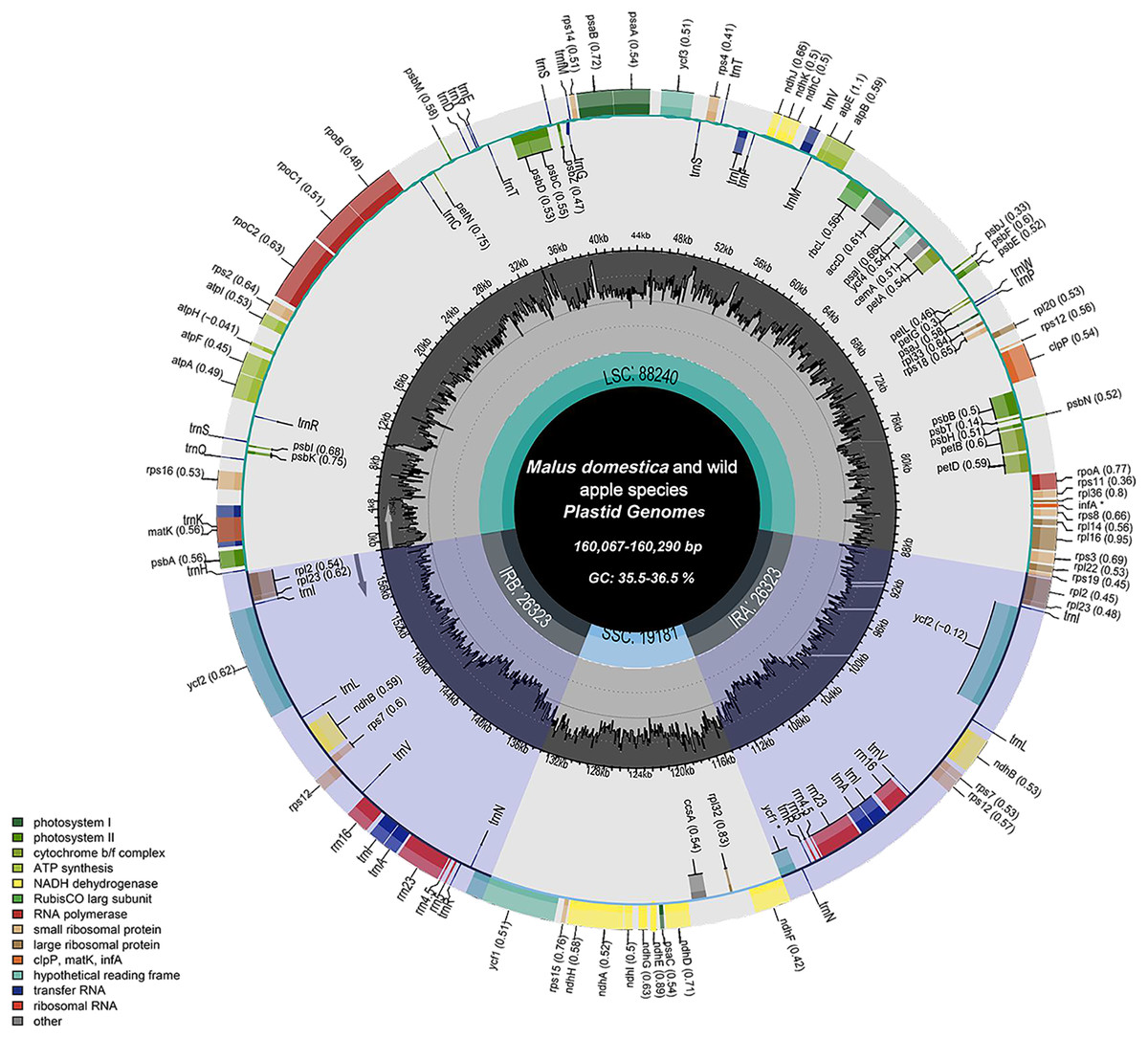 Complete chloroplast genome studies of different apple varieties 