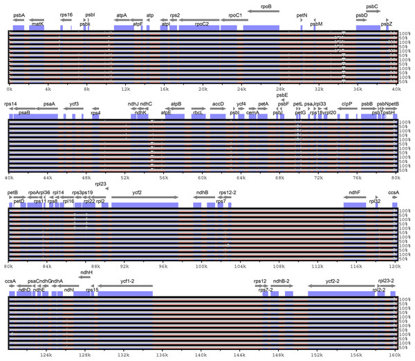 Visualization of alignment of Malus chloroplast genome sequences.
