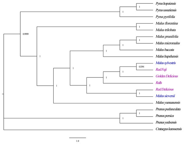 Optimal phylogenetic tree resulting from analyses of 19 complete chloroplast genomes of Malus and 1 outgroups using Bayesian inference (BI). Support values are Bayesian posterior probability.
