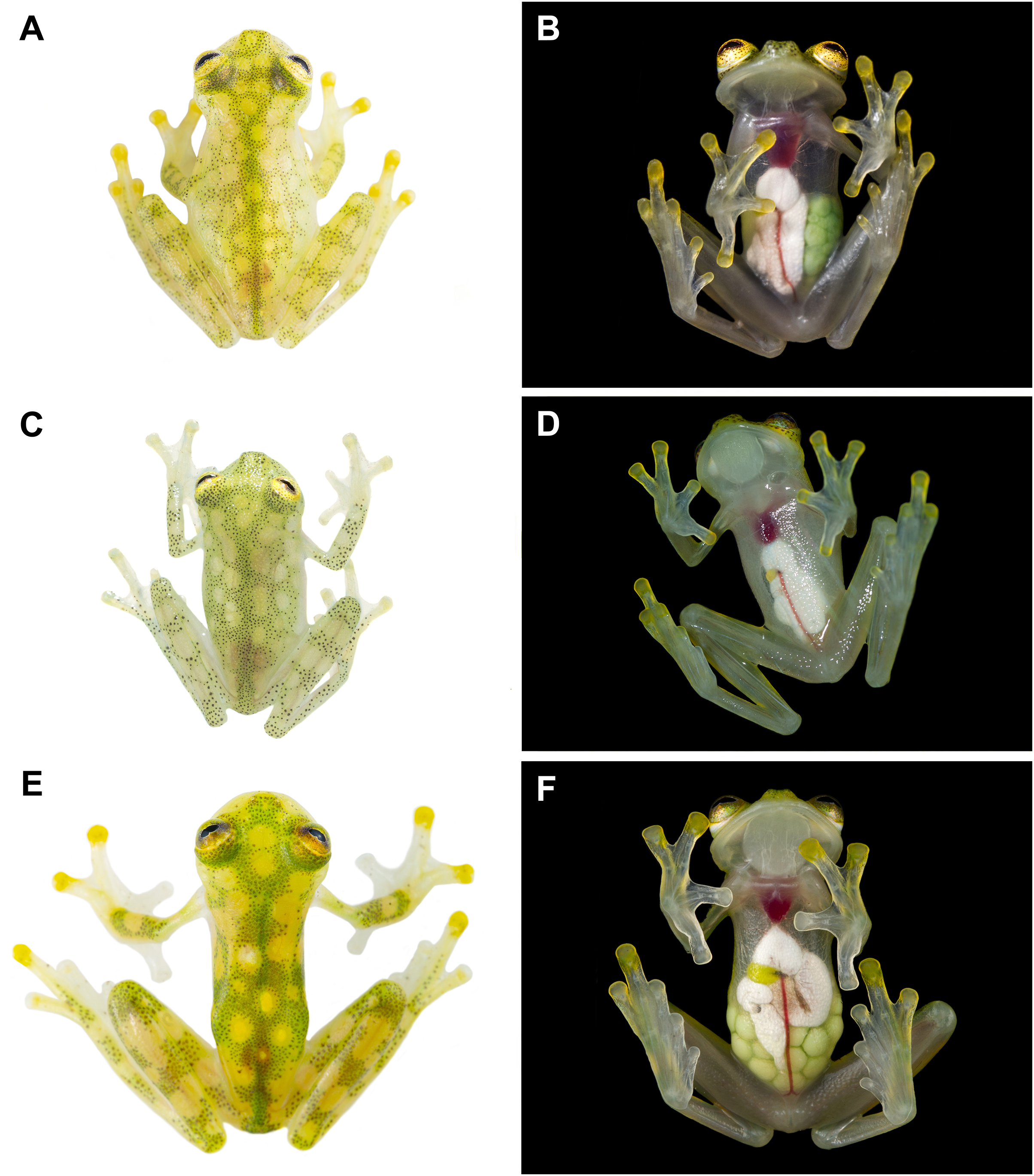 Two new glassfrogs (Centrolenidae: Hyalinobatrachium) from Ecuador, with  comments on the endangered biodiversity of the Andes [PeerJ]