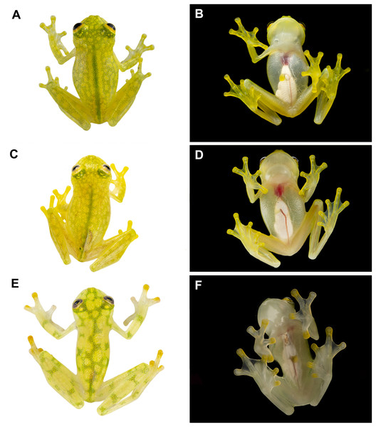 Dorsal and ventral photos of glassfrogs in life.