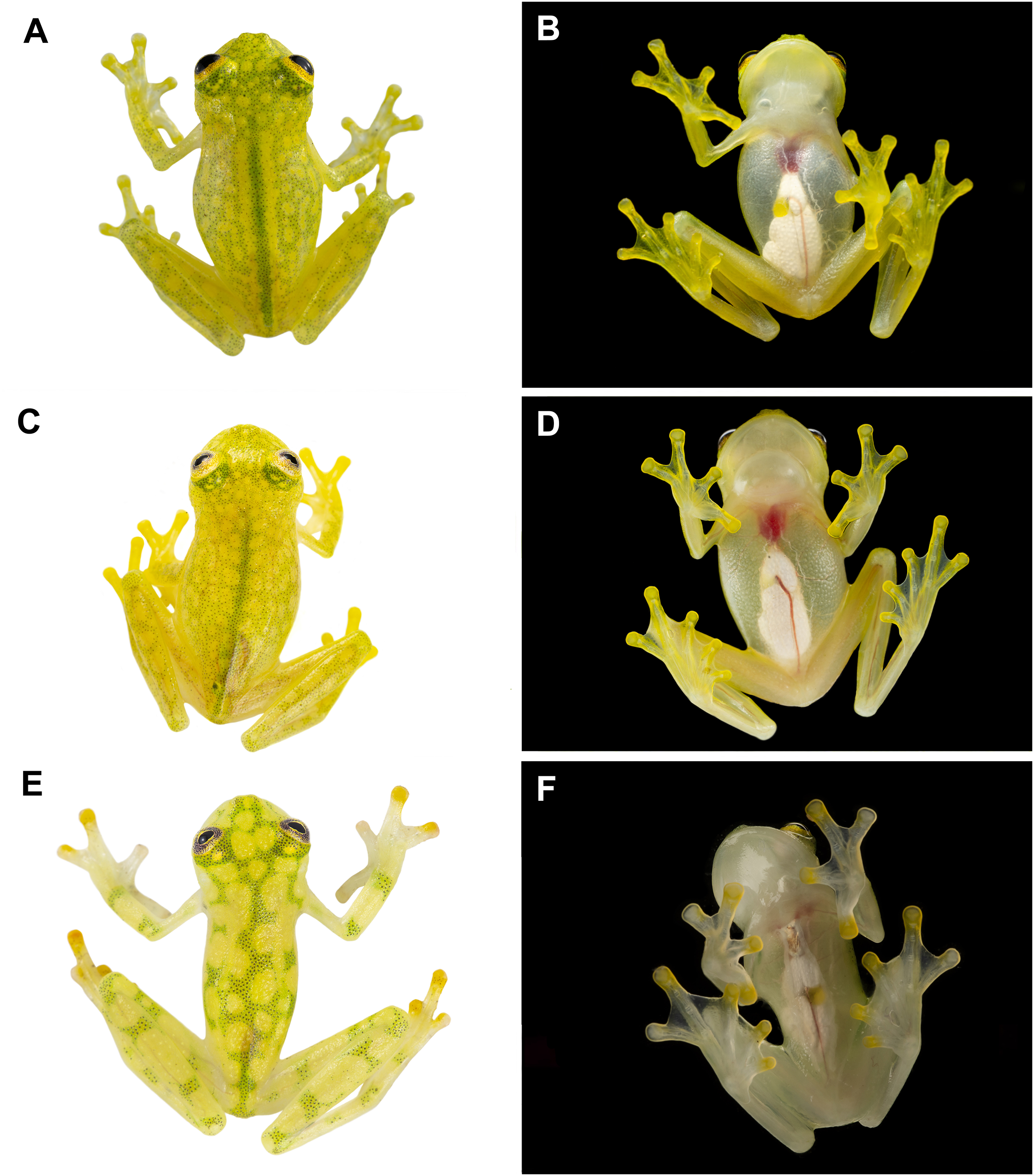 Two new glassfrogs (Centrolenidae: Hyalinobatrachium) from Ecuador, with  comments on the endangered biodiversity of the Andes [PeerJ]
